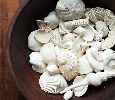 sea shell using in rubab design